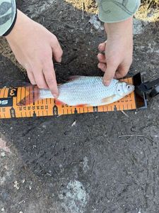 Common Bream