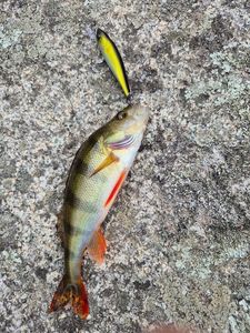 European Perch