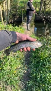 Rainbow Trout