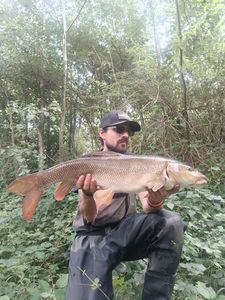 Barbel