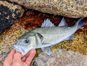 European Bass (Seabass)