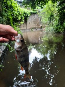 European Perch