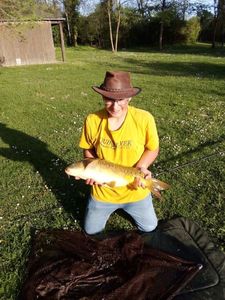 Common Carp
