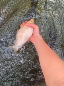 Koï Fish
