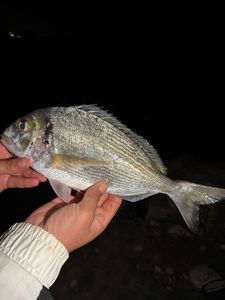 Gilthead Seabream