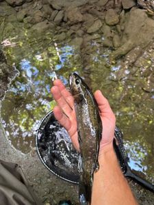Brown Trout