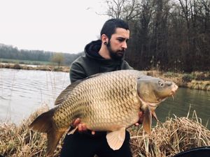 Common Carp