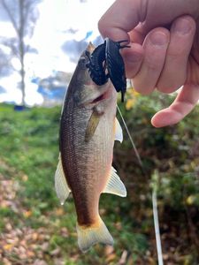 Largemouth Bass