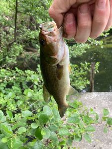 Largemouth Bass
