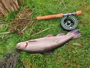 Brook Trout