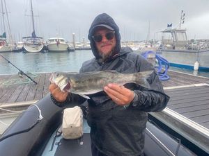 European Bass (Seabass)
