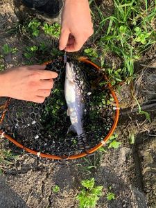 Rainbow Trout