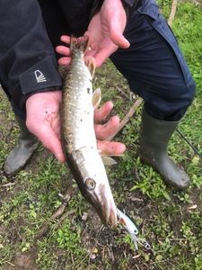 Northern Pike
