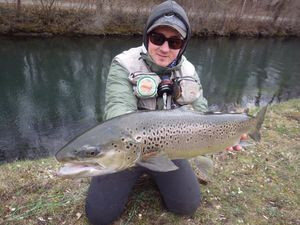 Brown Trout