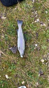Rainbow Trout
