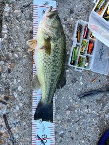 Smallmouth Bass
