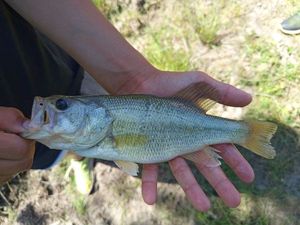 Largemouth Bass