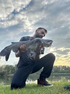 Black Bullhead