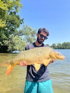 Common Carp