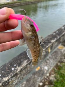 Giant Goby