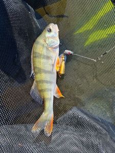 European Perch