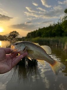 Largemouth Bass
