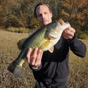 Largemouth Bass