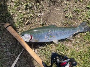Rainbow Trout