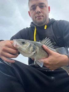 European Bass (Seabass)