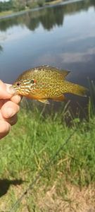 Green Sunfish