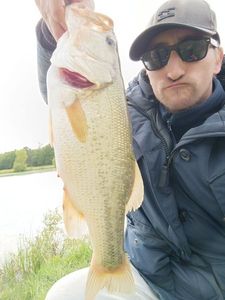 Smallmouth Bass