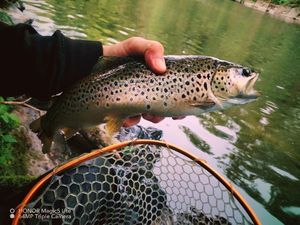 Brown Trout