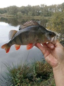European Perch