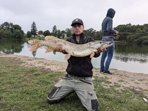 Northern Pike