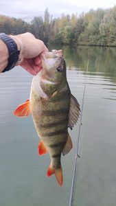European Perch
