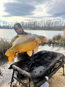 Mirror Carp