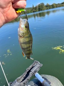 European Perch
