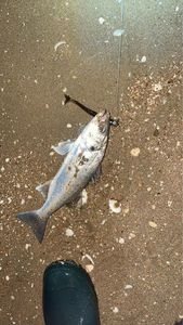 European Bass (Seabass)