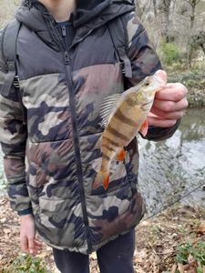 European Perch