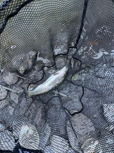 Rainbow Trout
