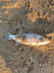Spotted Seabass