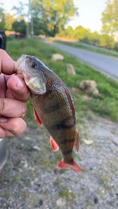 European Perch