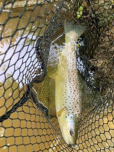 Brown Trout