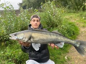 Zander