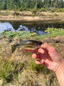 Largemouth Bass