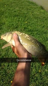 Mirror Carp