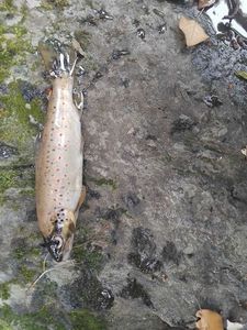 Brown Trout