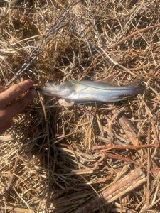 Atlantic Snook
