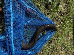 European Eel (Common Eel)