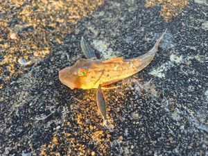 Flying Gurnard